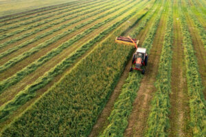 Sorghum Hay Bales for Sale
