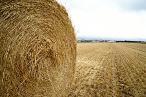 Timothy Hay Wholesale Supplier